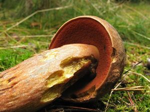 Klikni pro velký obrázek