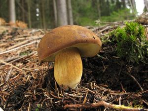 Klikni pro velký obrázek