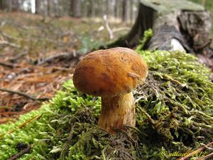 Klikni pro velký obrázek