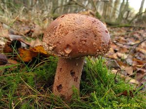 Klikni pro velký obrázek