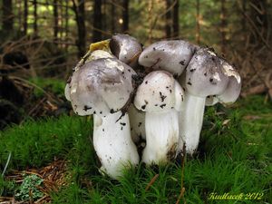 Klikni pro velký obrázek