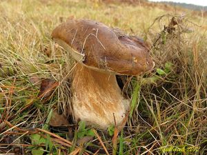 Klikni pro velký obrázek