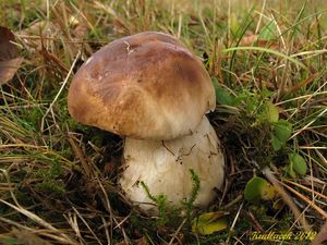 Klikni pro velký obrázek