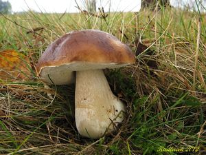 Klikni pro velký obrázek