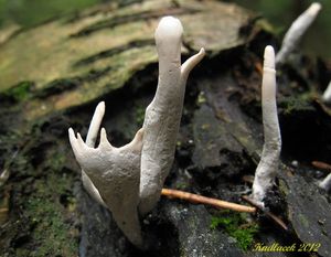 Klikni pro velký obrázek