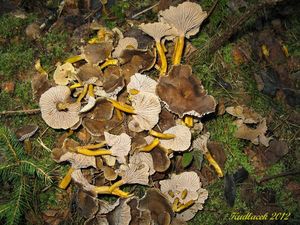 Klikni pro velký obrázek