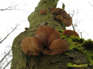 Klikni pro velký obrázek