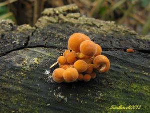 Klikni pro velký obrázek