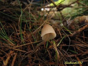 Klikni pro velký obrázek