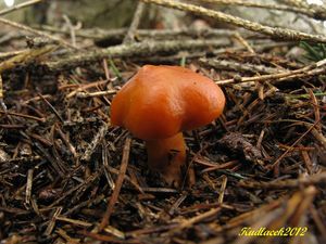 Klikni pro velký obrázek