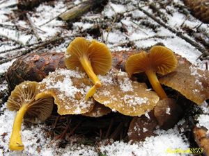 Klikni pro velký obrázek