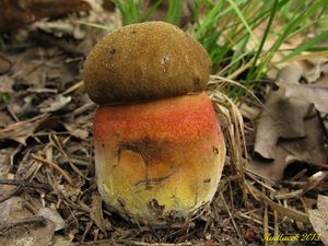 Klikni pro velký obrázek