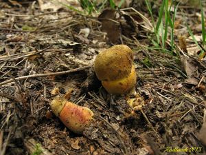 Klikni pro velký obrázek