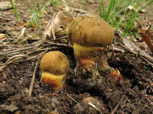 Klikni pro velký obrázek