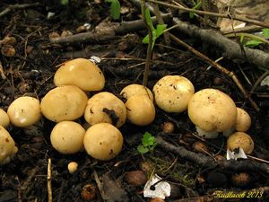 Klikni pro velký obrázek