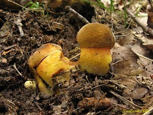 Klikni pro velký obrázek