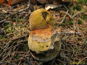 Klikni pro velký obrázek