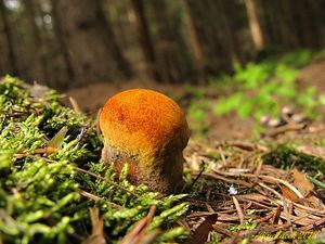 Klikni pro velký obrázek