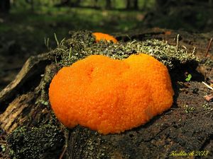 Klikni pro velký obrázek