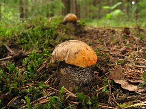 Klikni pro velký obrázek