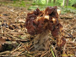 Klikni pro velký obrázek