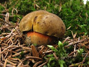 Klikni pro velký obrázek