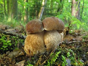 Klikni pro velký obrázek