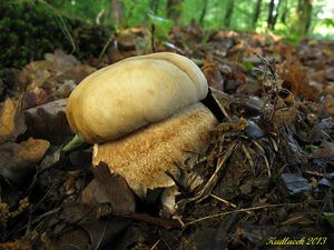 Klikni pro velký obrázek