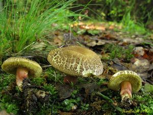 Klikni pro velký obrázek