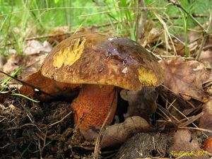 Klikni pro velký obrázek