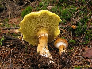 Klikni pro velký obrázek