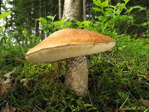 Klikni pro velký obrázek