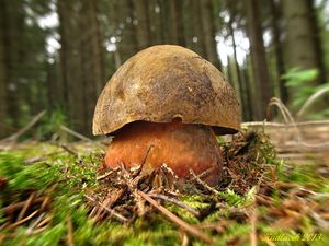 Klikni pro velký obrázek