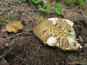 Klikni pro velký obrázek