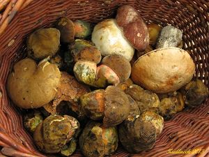 Klikni pro velký obrázek