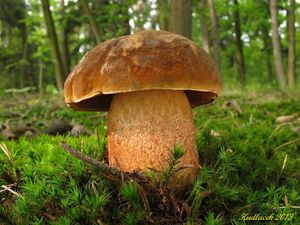 Klikni pro velký obrázek