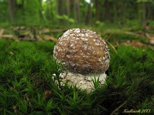 Klikni pro velký obrázek