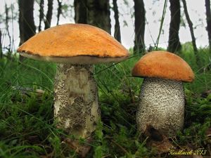 Klikni pro velký obrázek