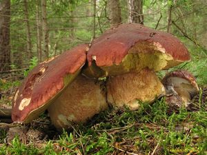 Klikni pro velký obrázek