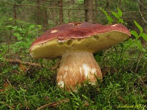 Klikni pro velký obrázek