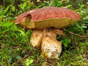 Klikni pro velký obrázek