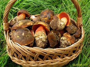 Klikni pro velký obrázek