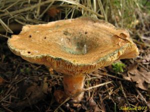 Klikni pro velký obrázek