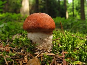 Klikni pro velký obrázek