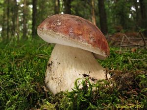 Klikni pro velký obrázek