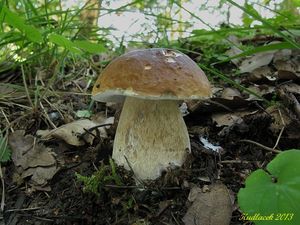 Klikni pro velký obrázek