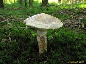 Klikni pro velký obrázek