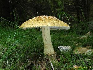 Klikni pro velký obrázek