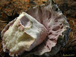 Klikni pro velký obrázek