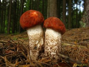 Klikni pro velký obrázek